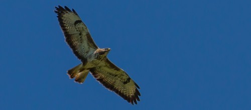Roofvogel